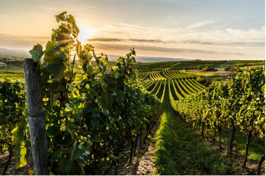 vigne in Nouvelle loi sur l’étiquetage du vin : Ce que vous devez savoir